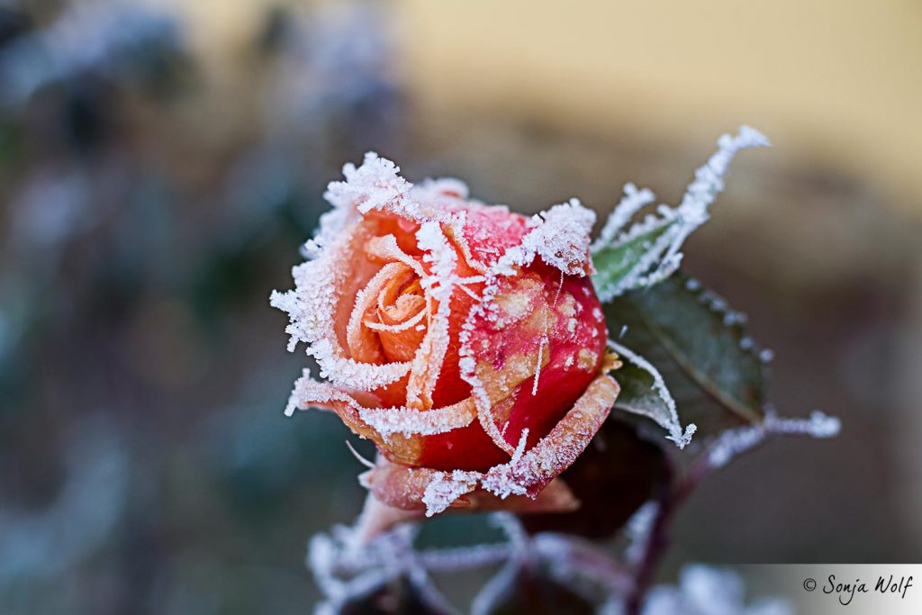 Rose mit Frost